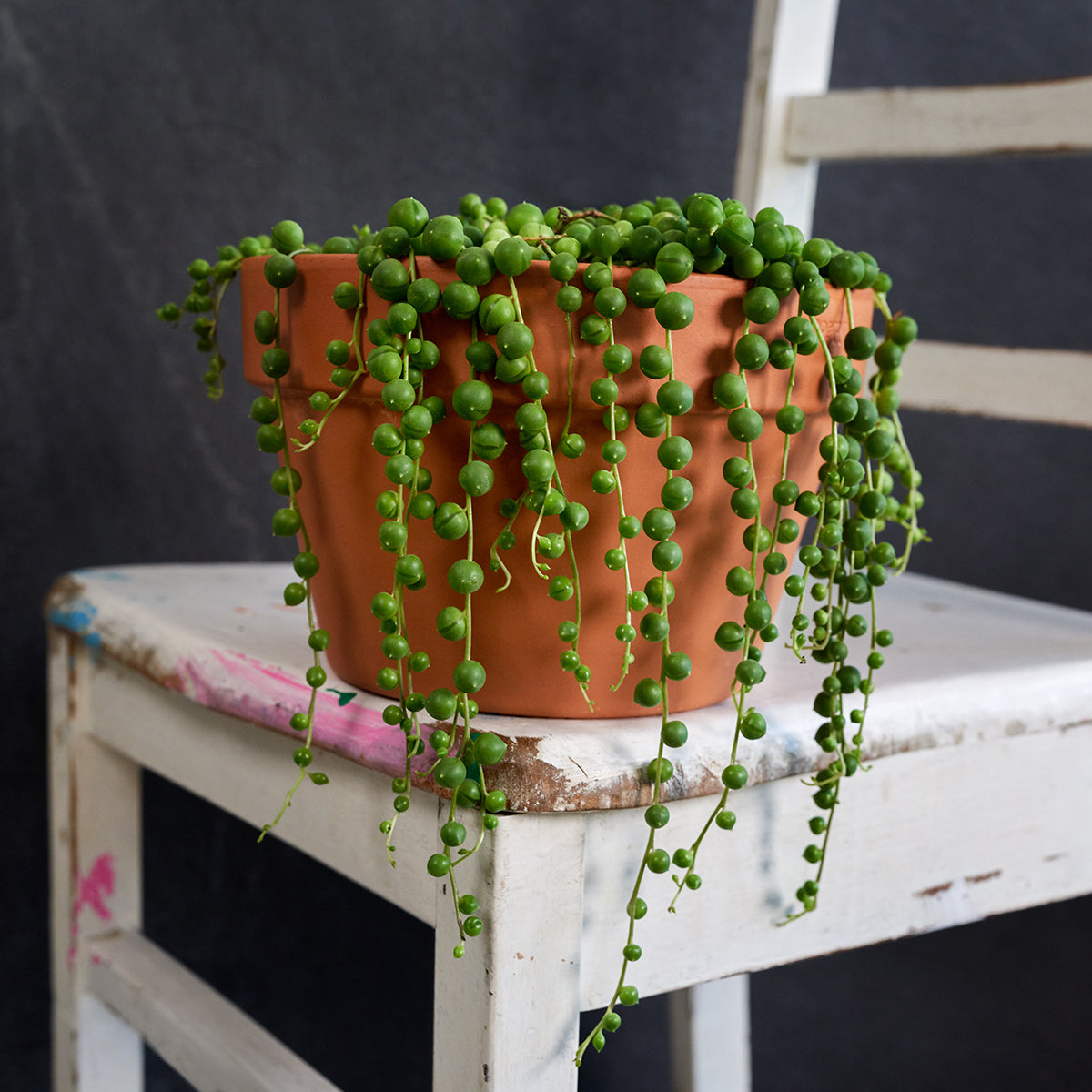 Wholesale Succulents String Of Pearls Rooted Plug Liners