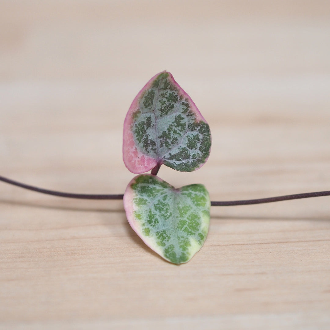 String of Hearts - Variegated - Shop Online!
