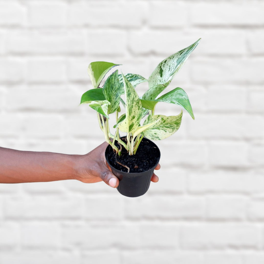 Pothos Marble Queen - Mini - Shop Online!