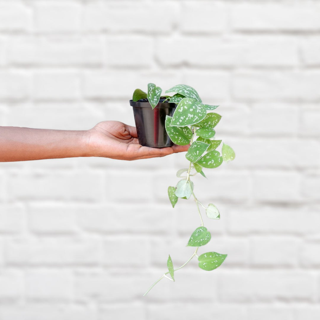 Pothos Pictus - Mini - Shop Online!