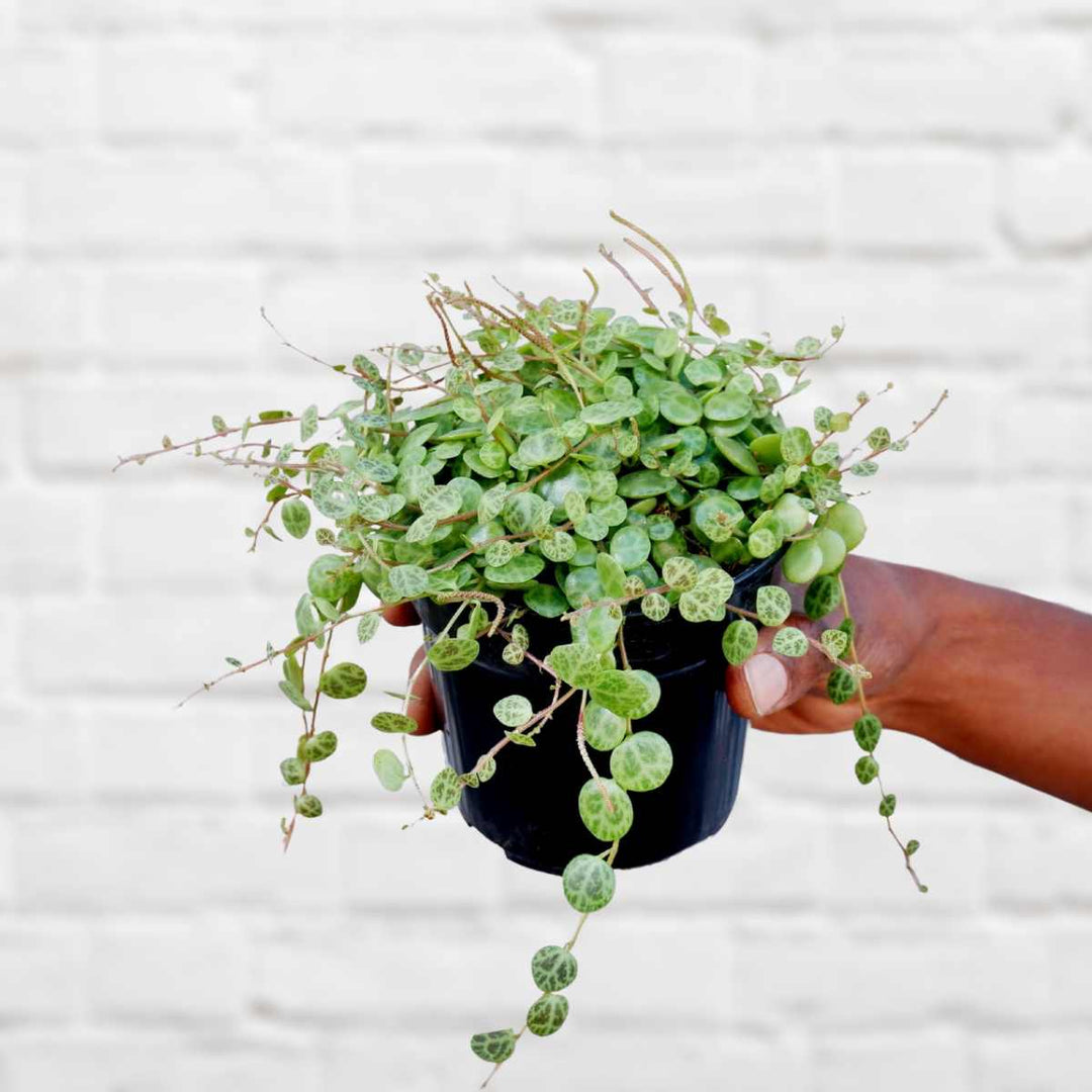 String of Turtles - Shop Online!