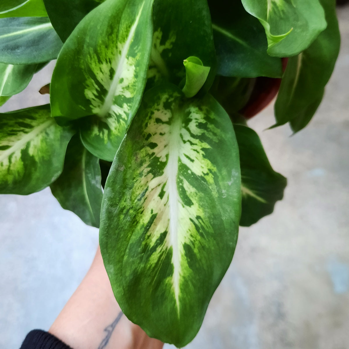 Dieffenbachia - Sublime