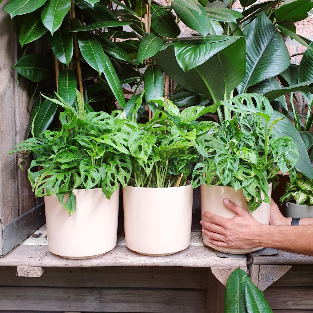 Swiss Cheese Plant - Shop Online!