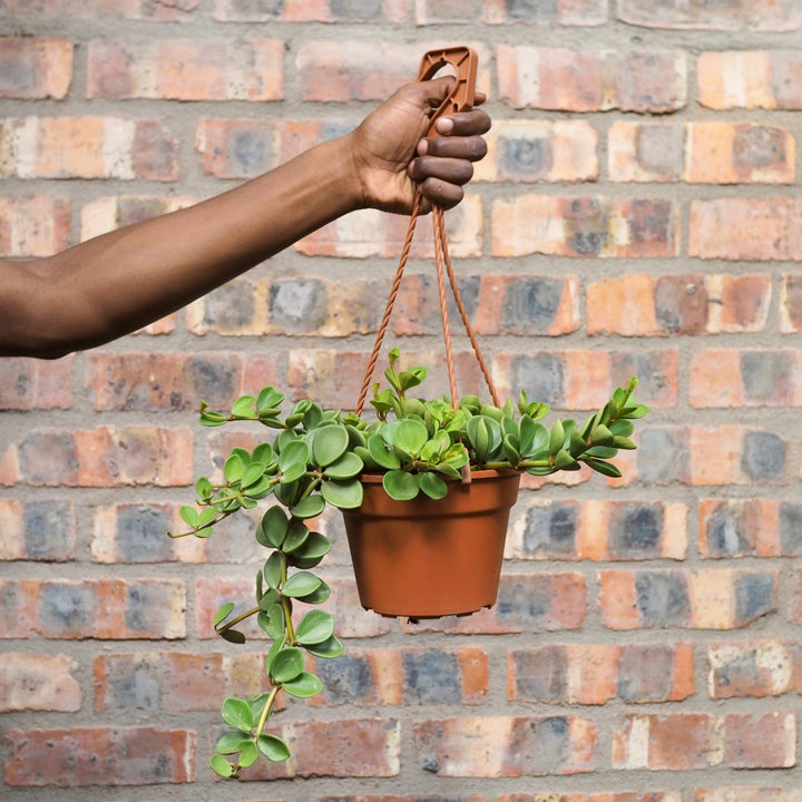 Peperomia - Tetraphylla Hope - Shop Online!