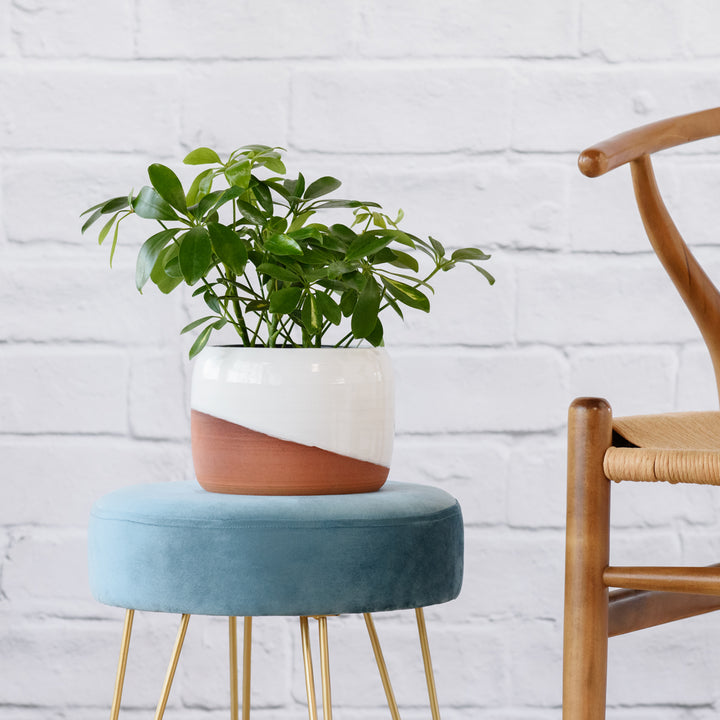 Umbrella Plant - Shop Online!