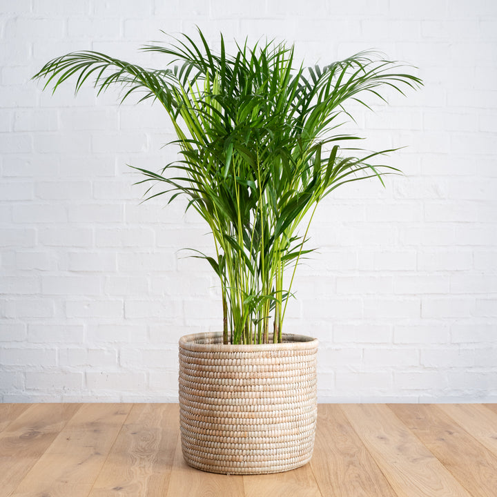 Parlor Palm - Large - Shop Online!