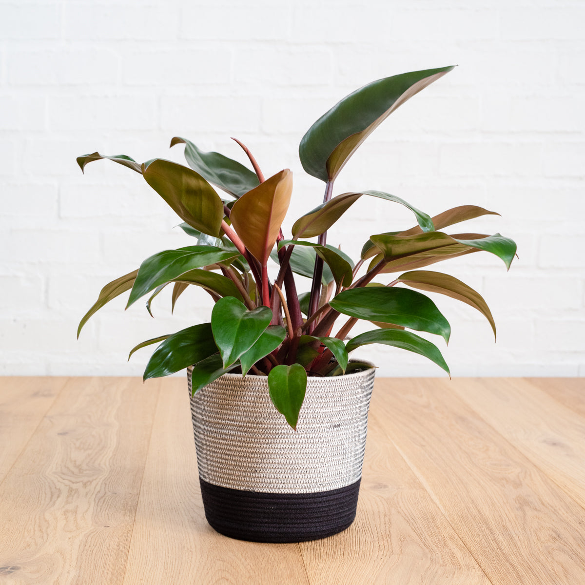 philodendron grow in africa Philodendron - Congo Rojo