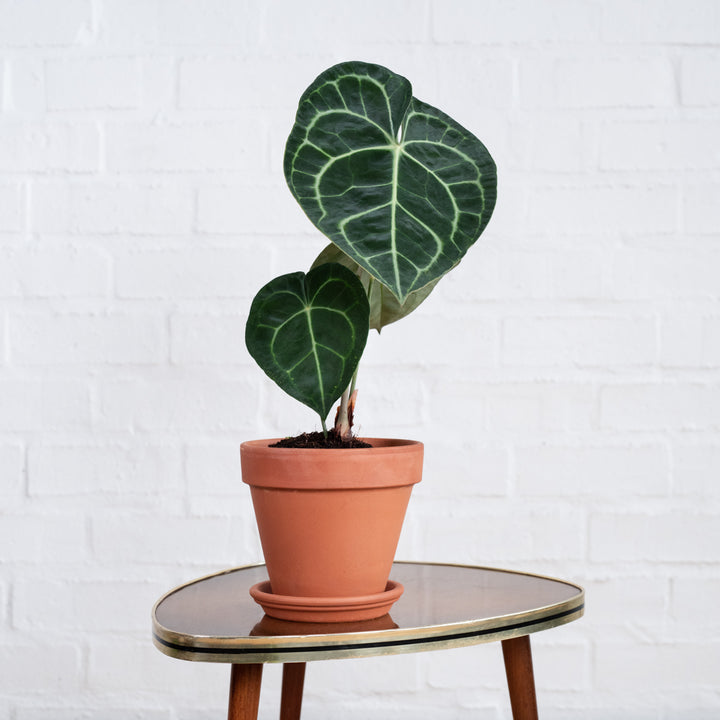 Anthurium Clarinervium - Shop Online!