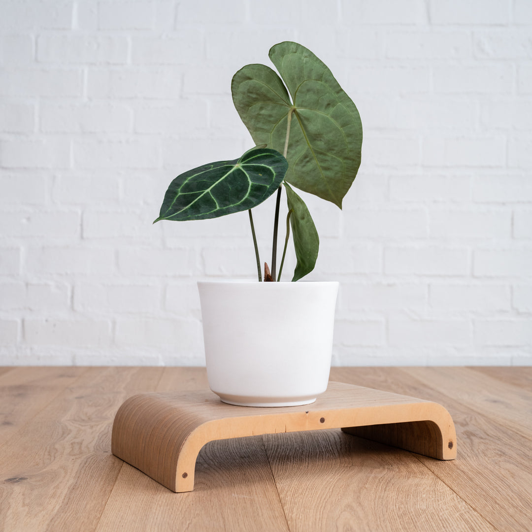 Anthurium Clarinervium - Shop Online!
