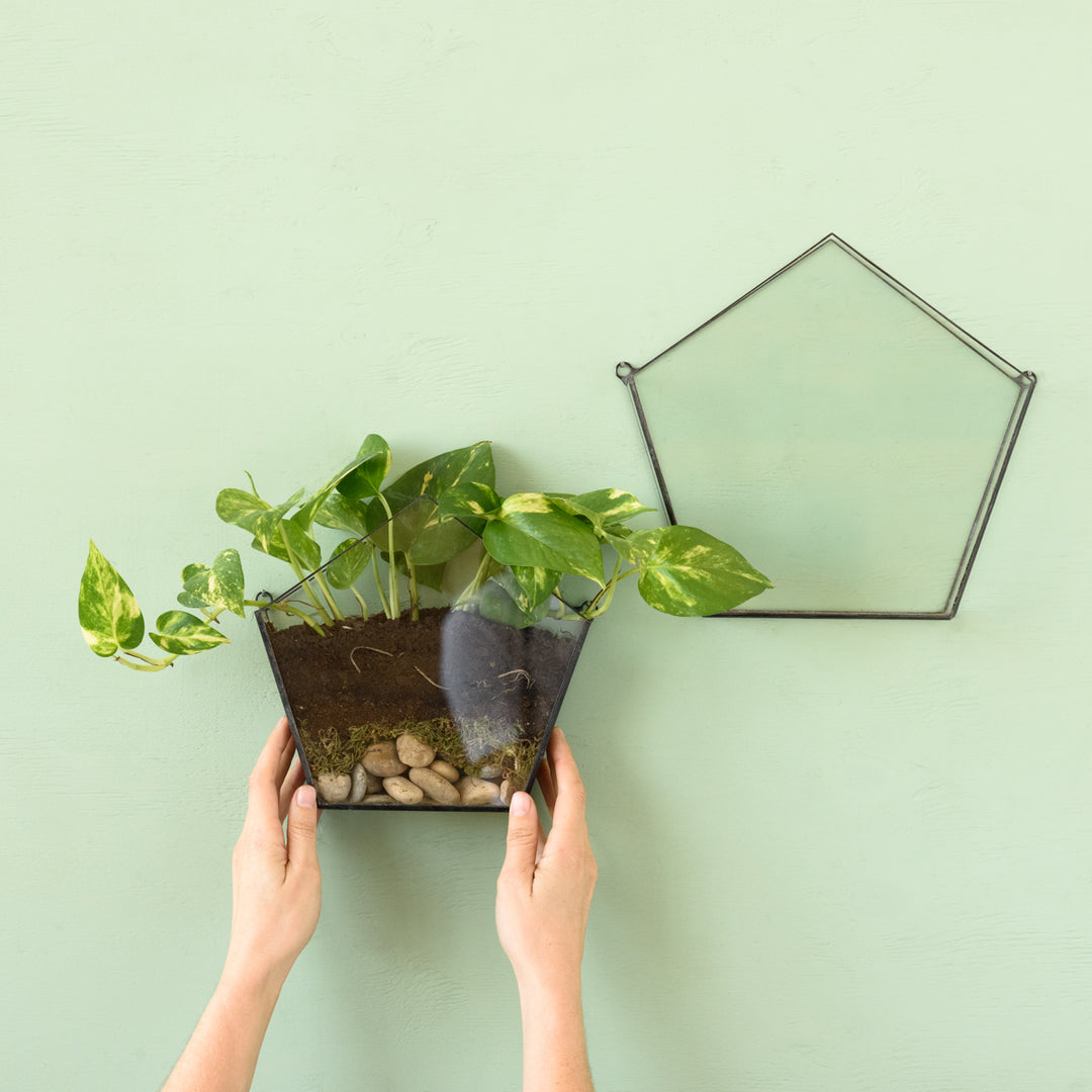 Wall Terrarium - Pentagon - Shop Online!