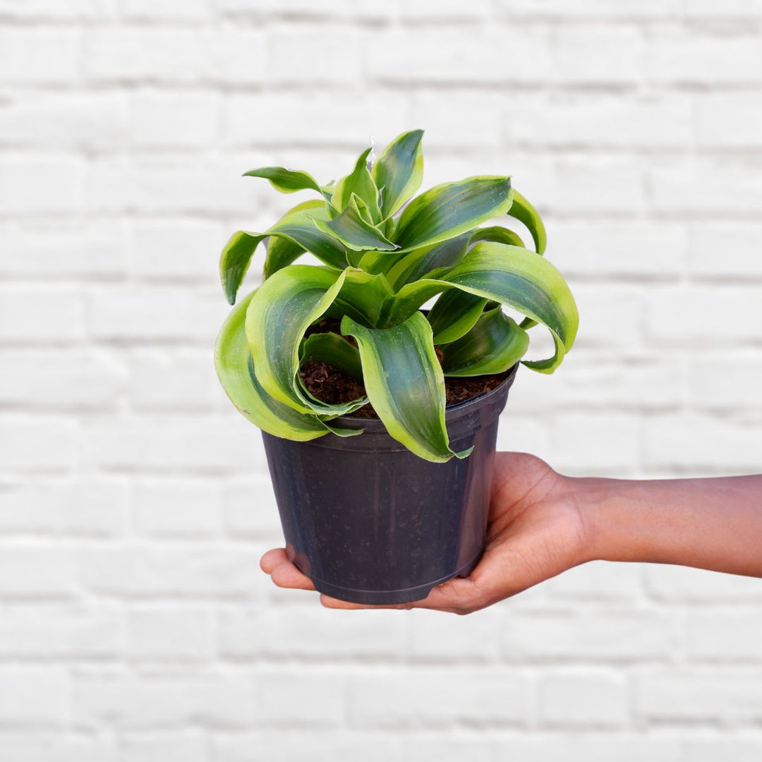 Dragon Tree - Tornado - Shop Online!