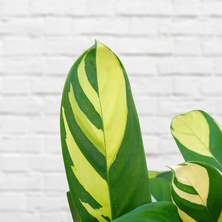 Calathea - Golden Mosaic - Shop Online!