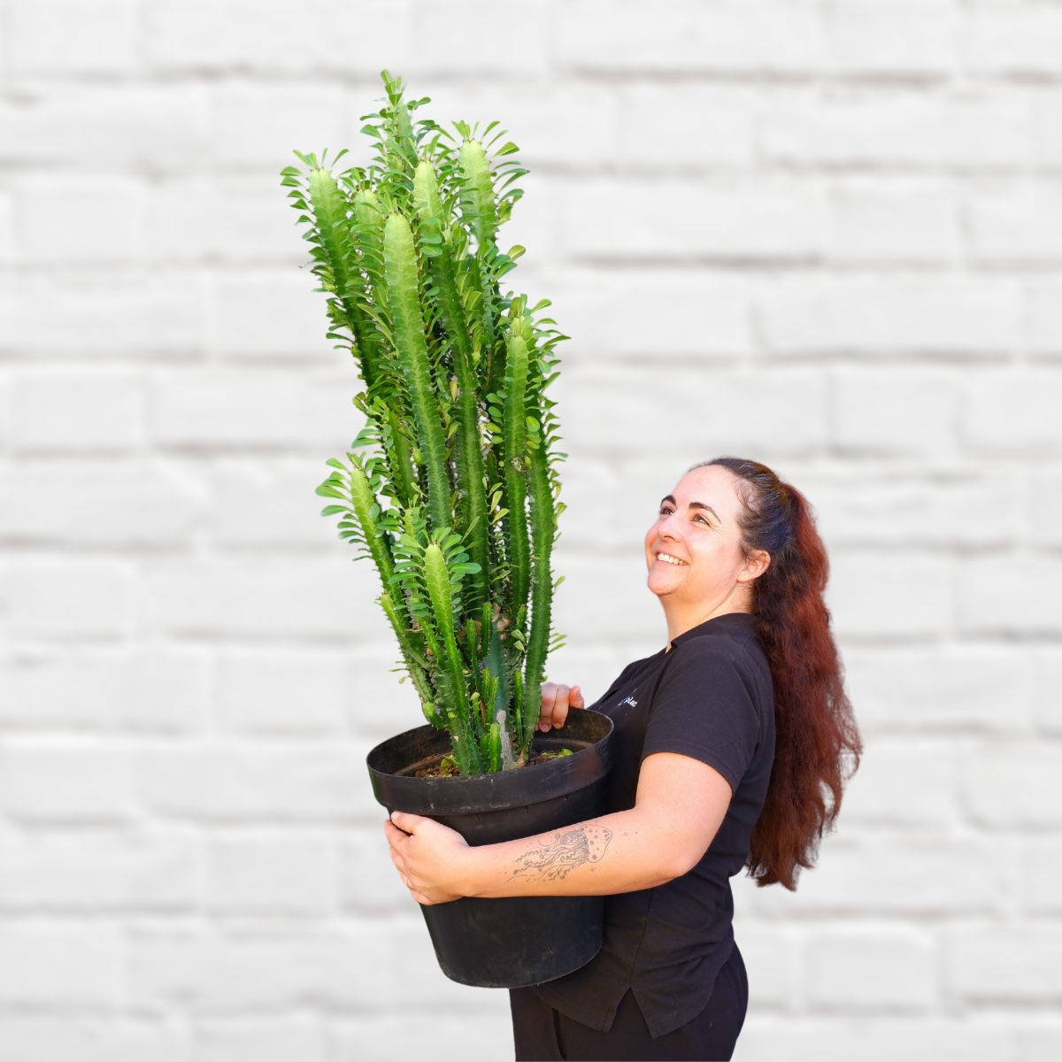 african milk bush indoor plant African Milk Tree - Large