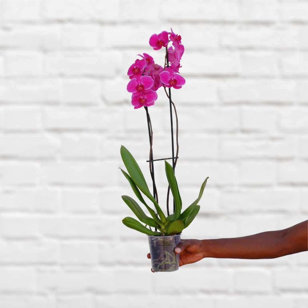 Moth Orchid - Shop Online!