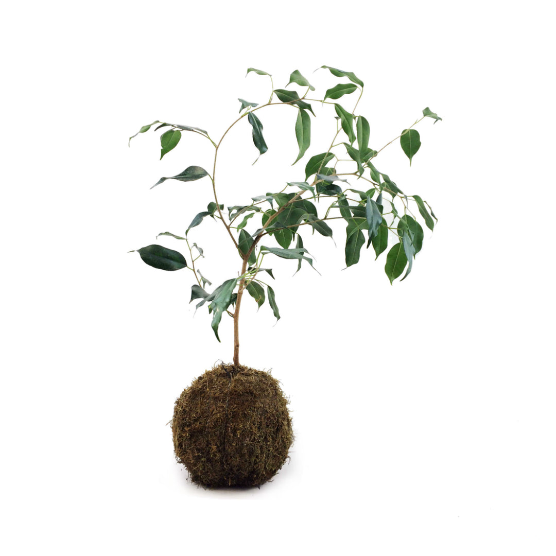 Weeping Fig Mossball - Shop Online!