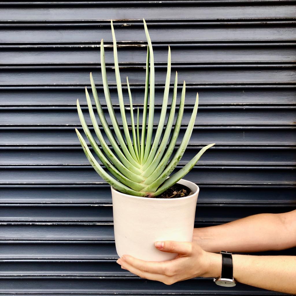 Fan Aloe - Shop Online!