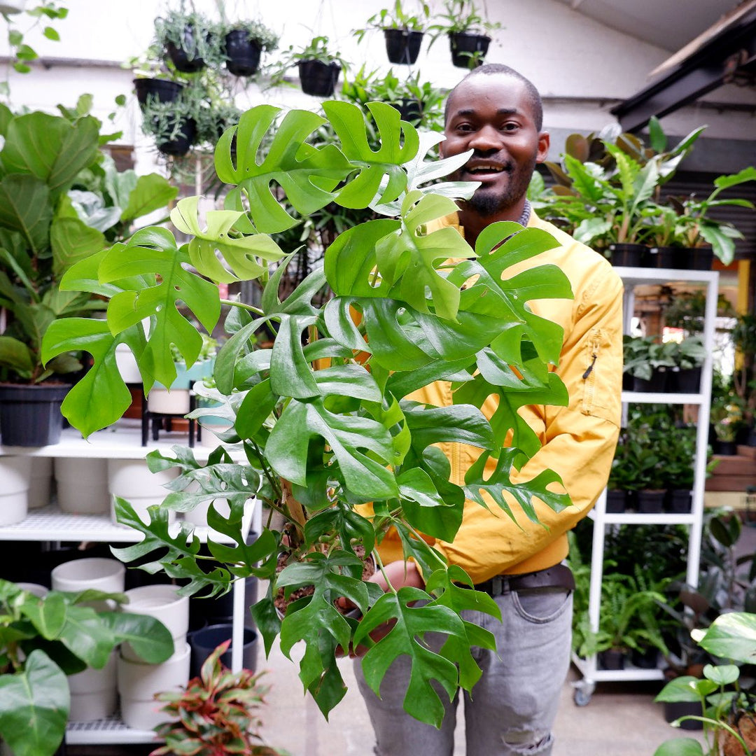 Mini Monstera Vining - Extra Large - Shop Online!
