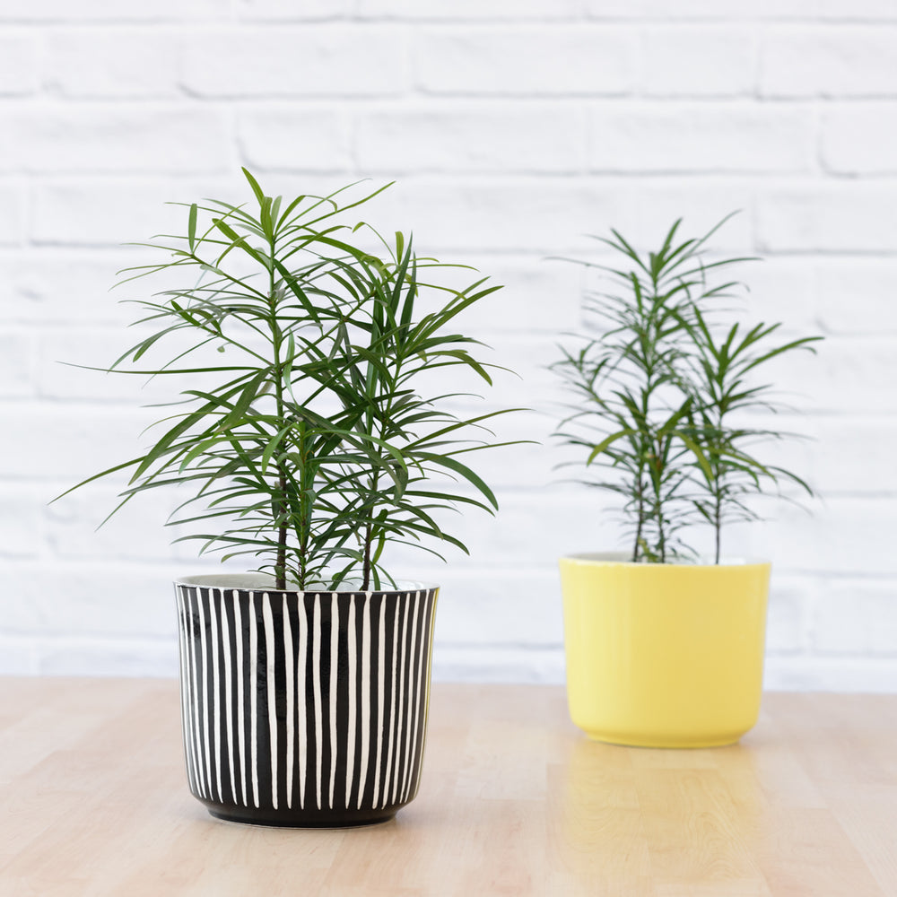 Yellowwood - Shop Online!