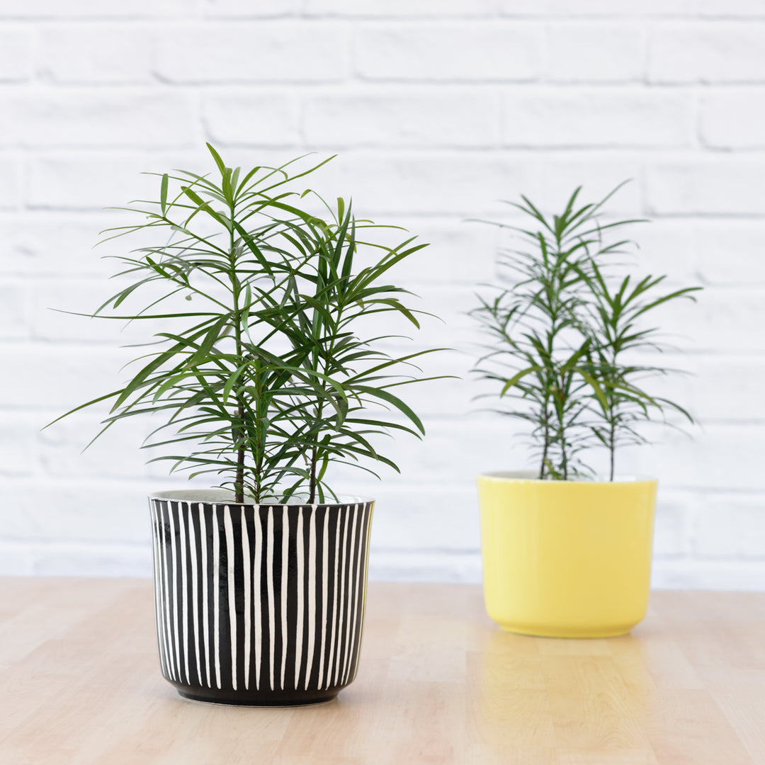 Yellowwood - Shop Online!