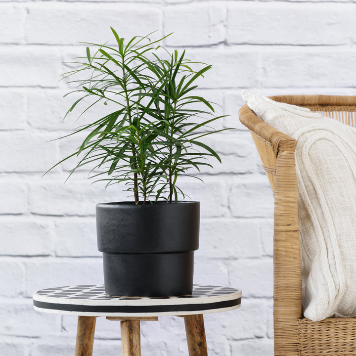 Yellowwood - Shop Online!