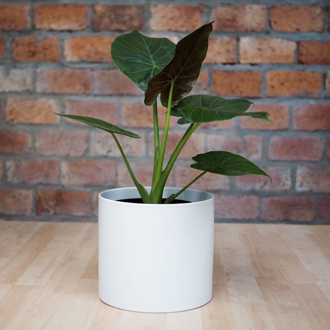 Elephants Ear - Rubra - Shop Online!