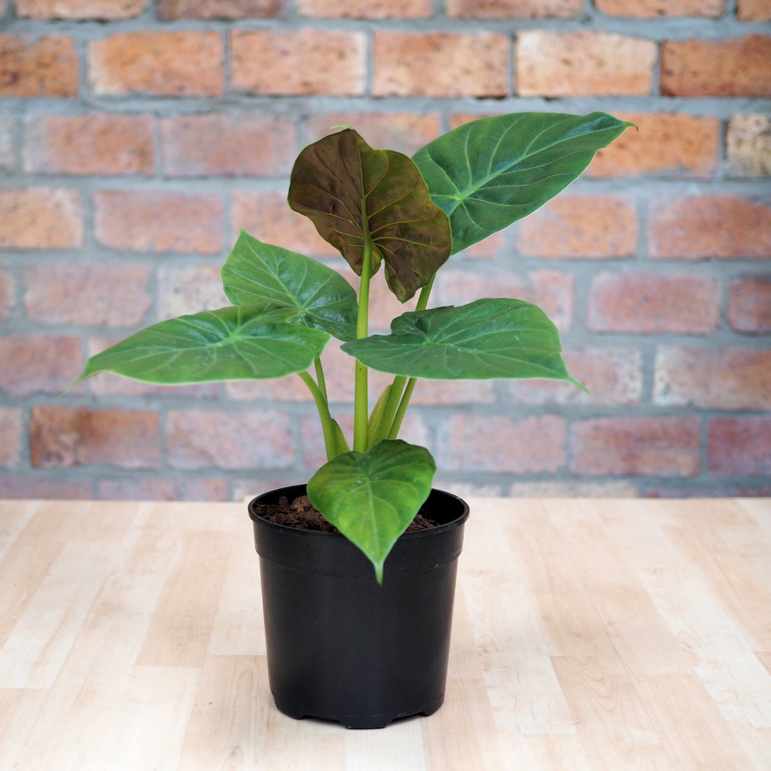 Elephants Ear - Rubra - Shop Online!