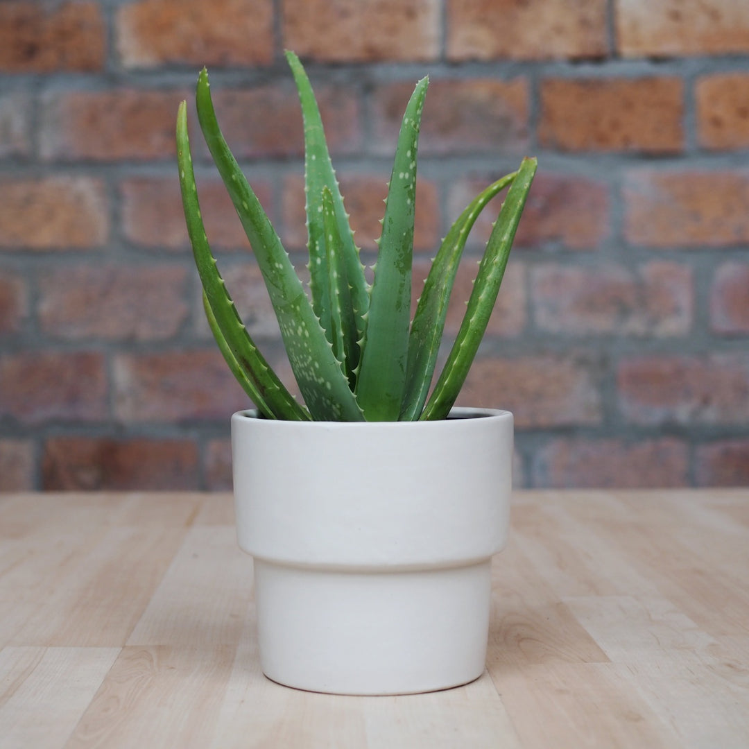 Aloe Vera - Shop Online!