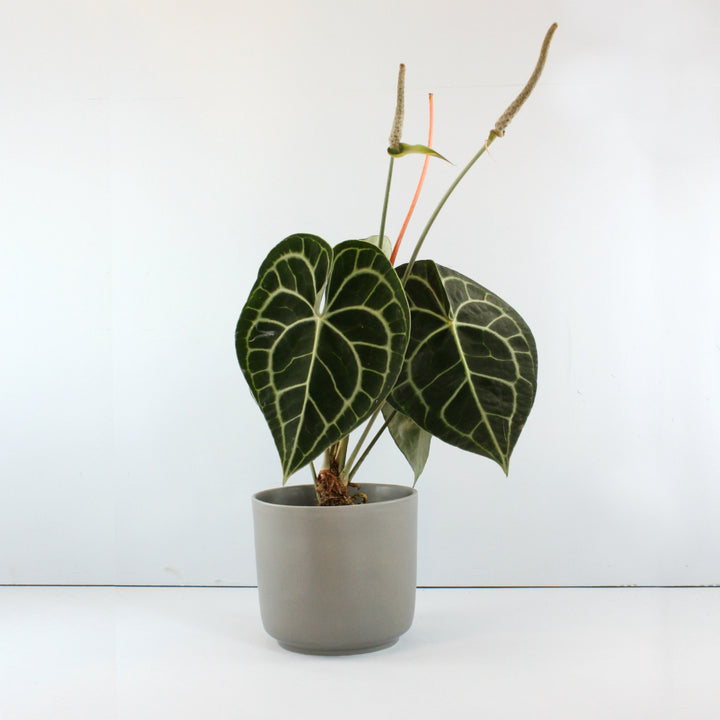 Anthurium Clarinervium - Shop Online!
