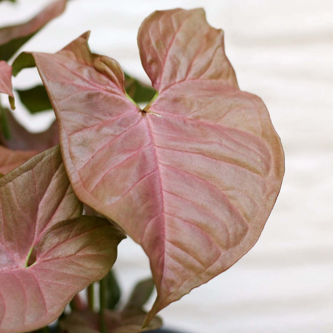 Arrowhead Plant - Neon - Shop Online!