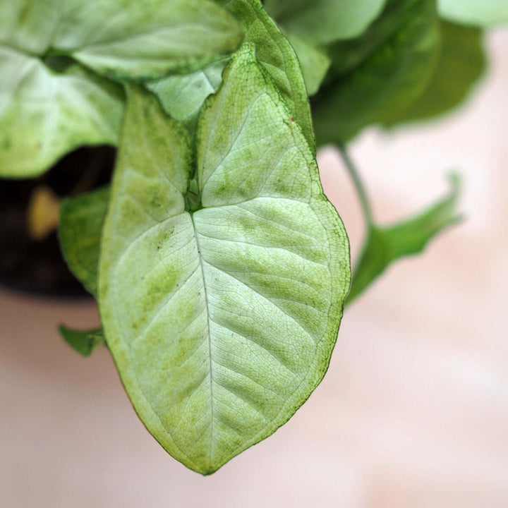 Arrowhead Plant - Pixie - Shop Online!