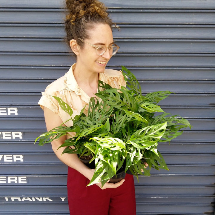 Swiss Cheese Plant - Shop Online!