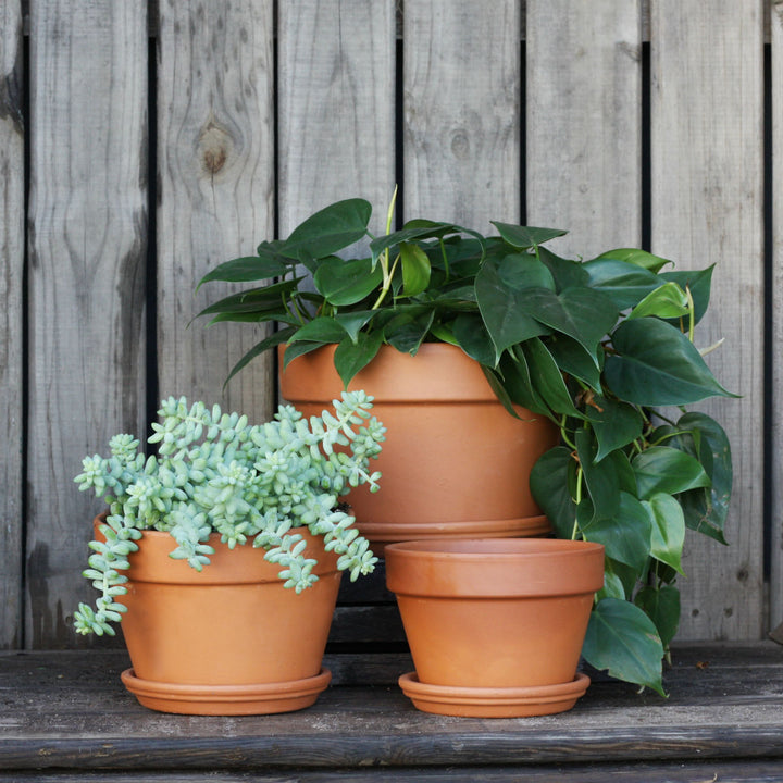 Terracotta Pot & Saucer - Azalea - Shop Online!