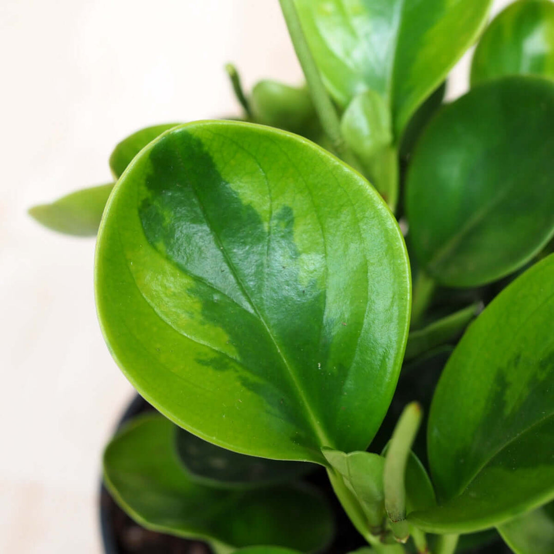 Baby Rubber Plant - Pixie Variegated - Shop Online!