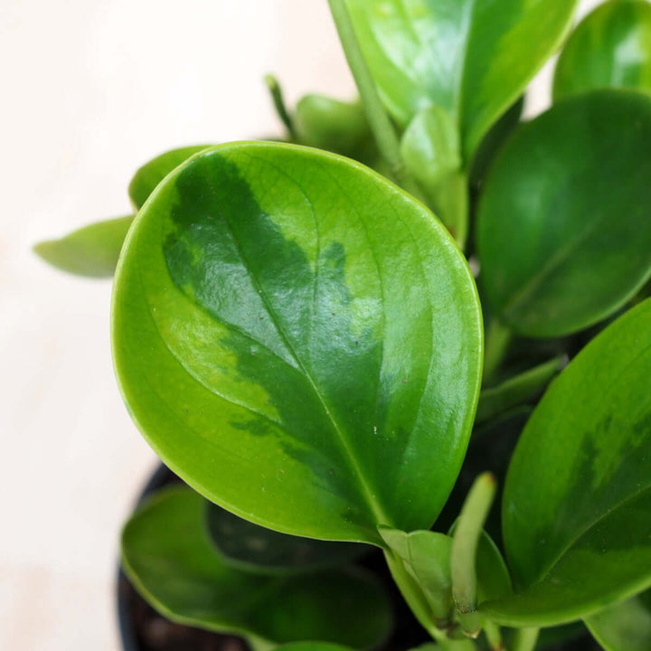 Baby Rubber Plant - Pixie Variegated - Shop Online!