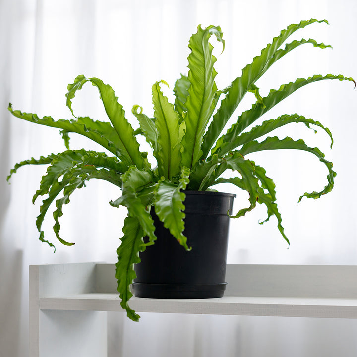 Birds Nest Fern - Osaka - Shop Online!