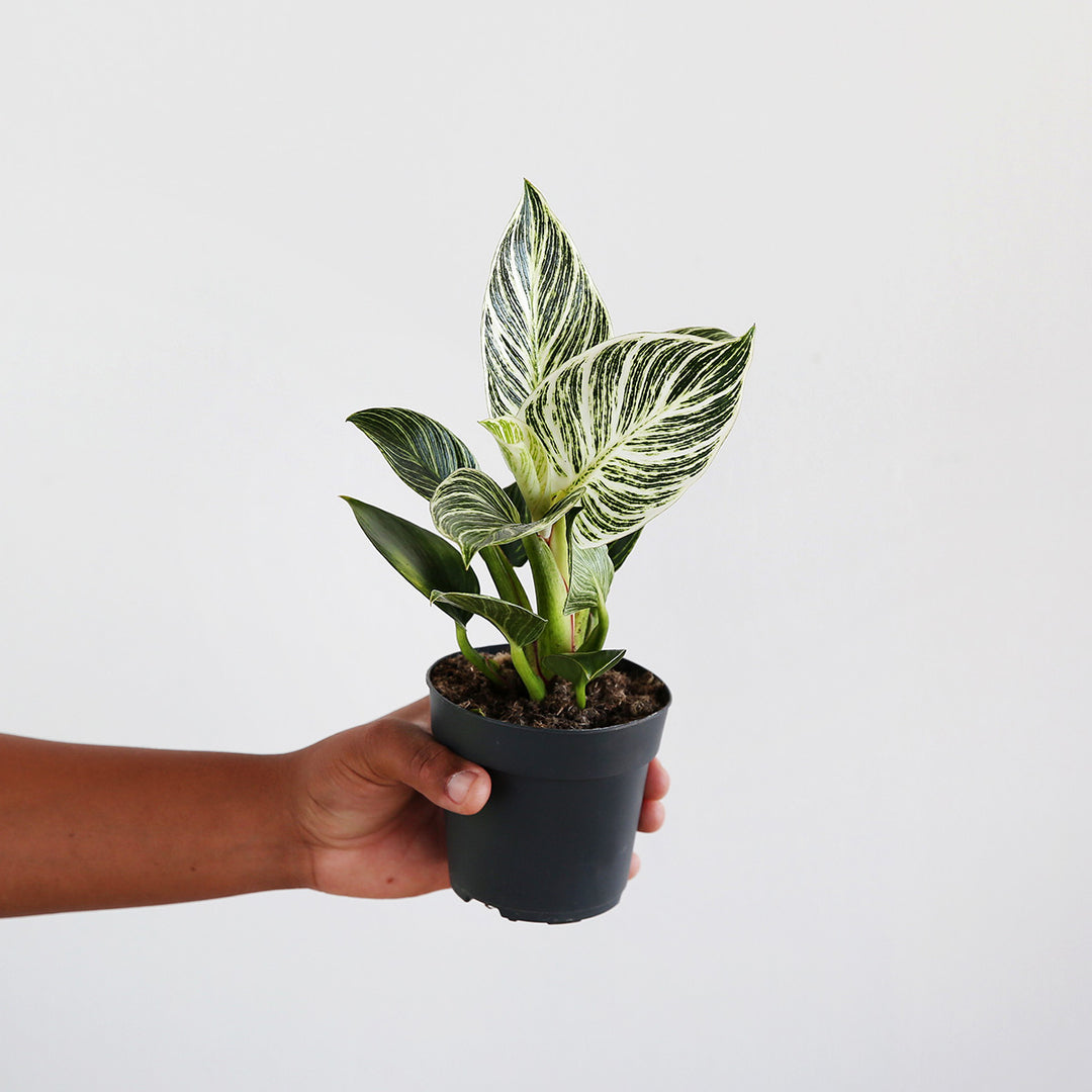 Philodendron - Birkin - Shop Online!