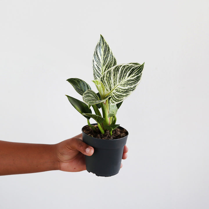 Philodendron - Birkin - Shop Online!