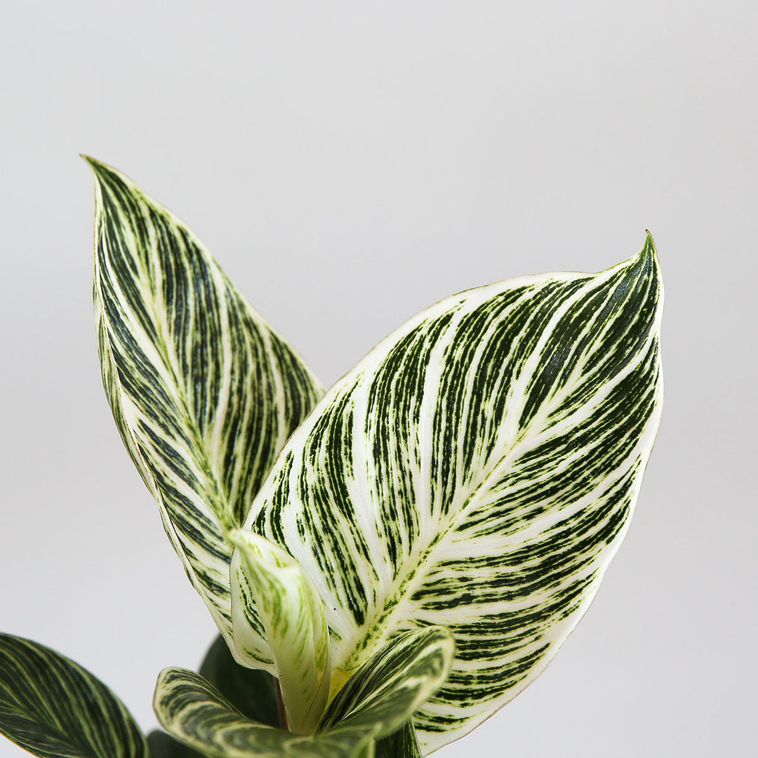 Philodendron - Birkin - Shop Online!