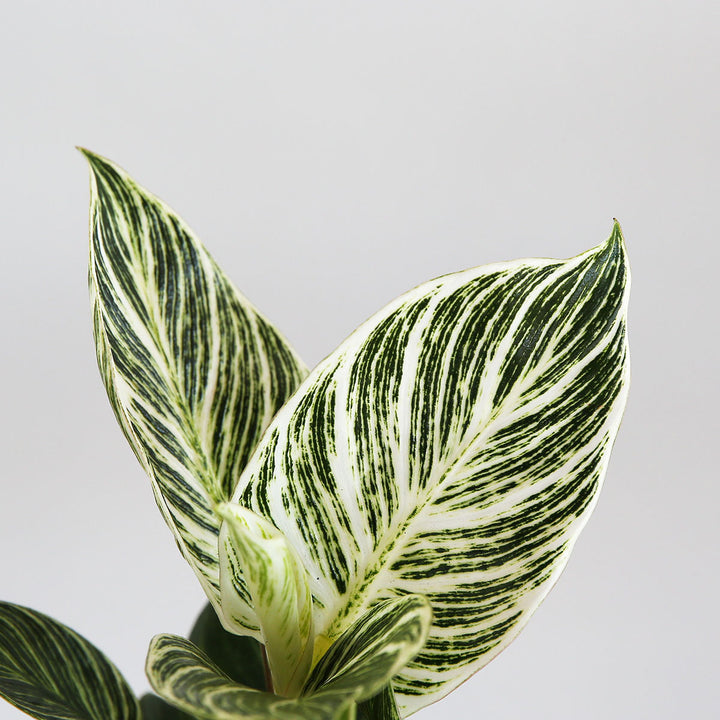 Philodendron - Birkin - Shop Online!