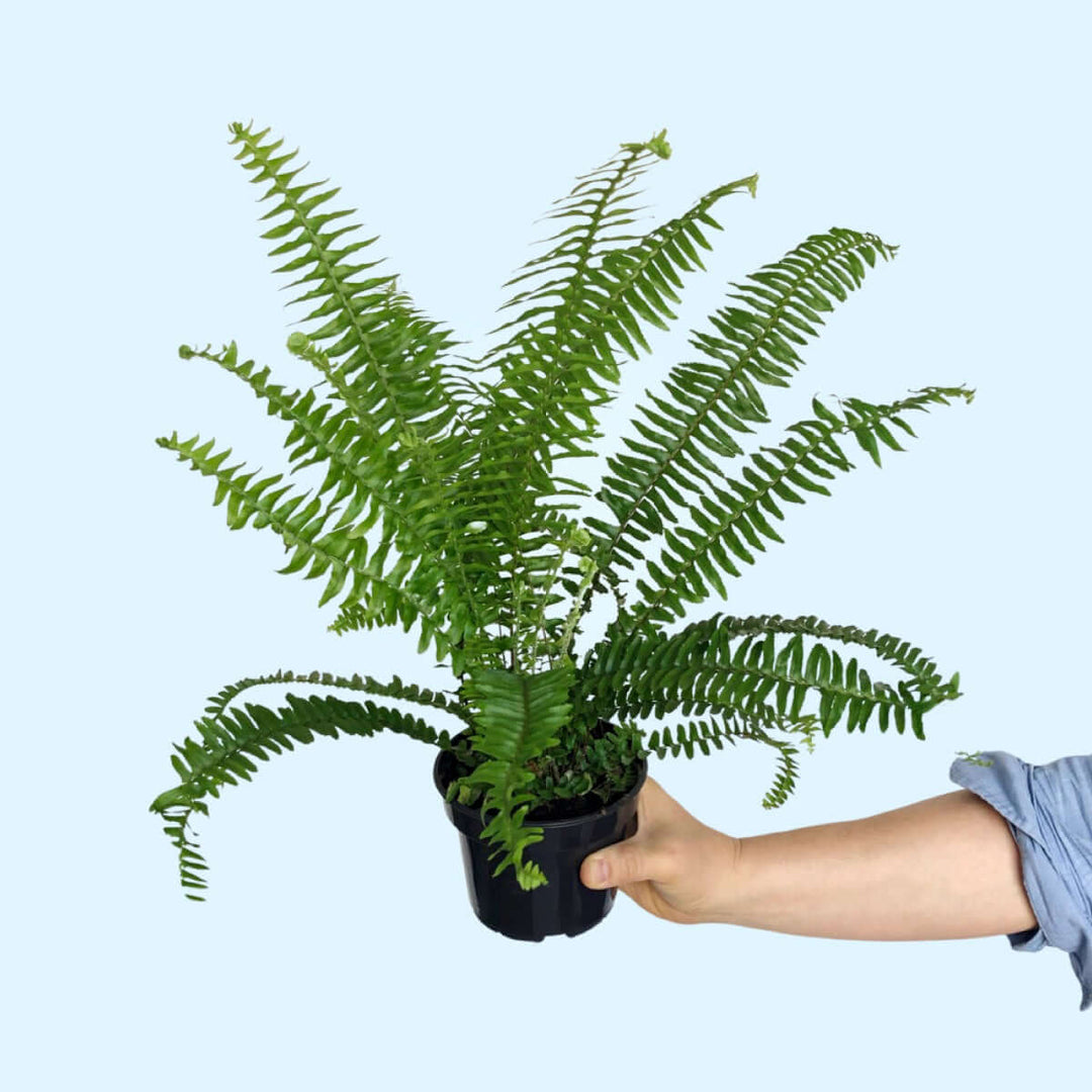Australian Sword Fern - Emerald Queen - Shop Online!