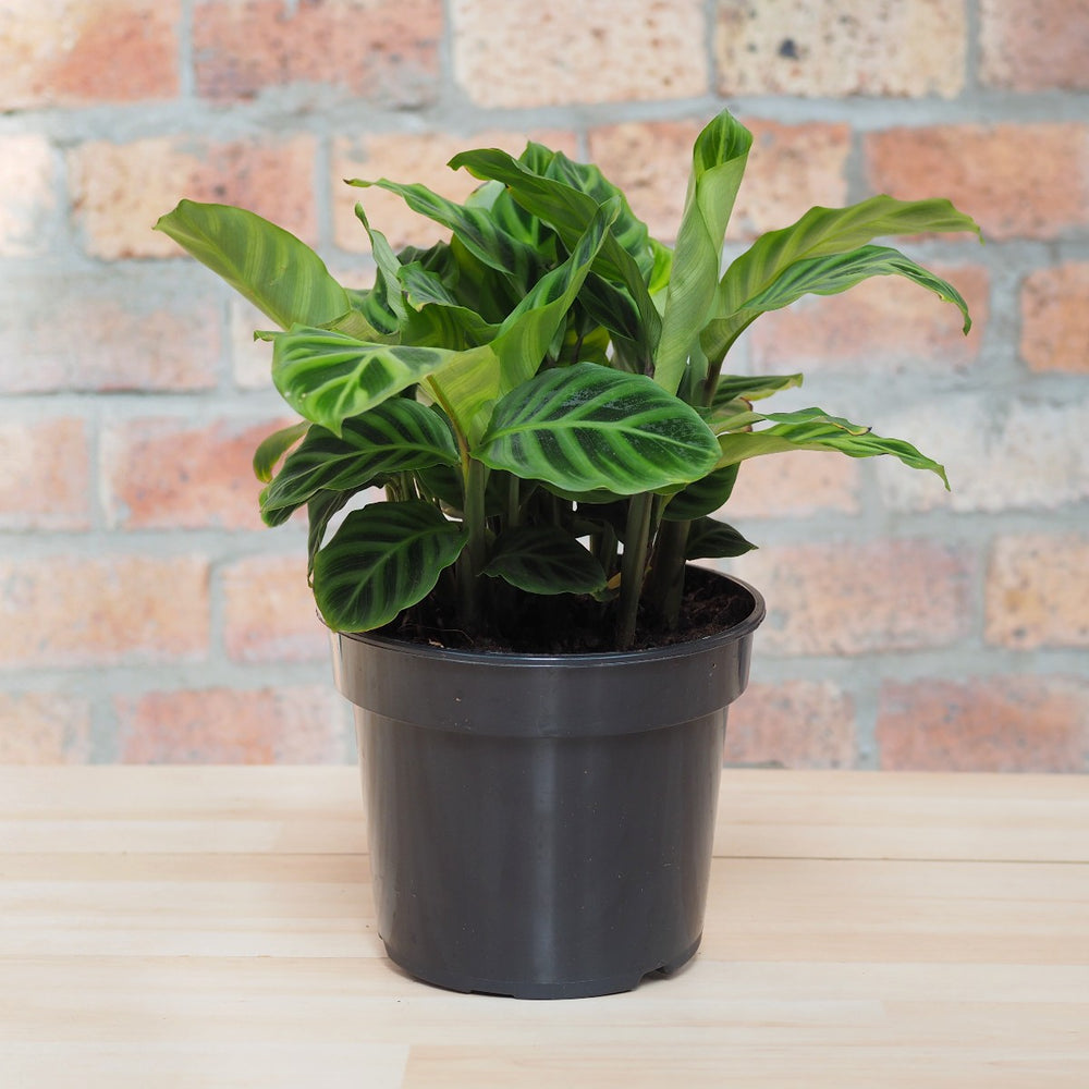 Calathea Zebrina - Shop Online!