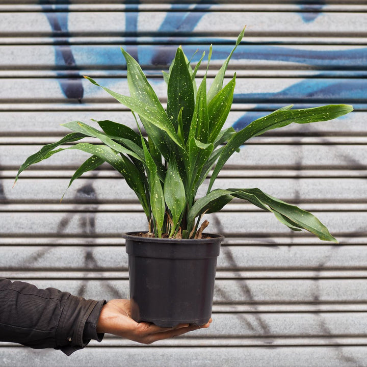 Speckled Cast Iron Plant - Shop Online!