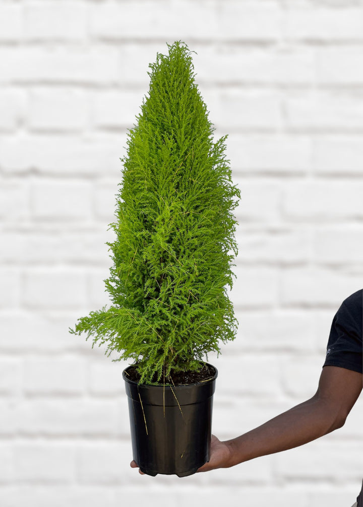 Festive Cypress Tree - Shop Online!