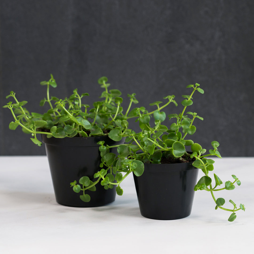Dainty Crassula - Shop Online!