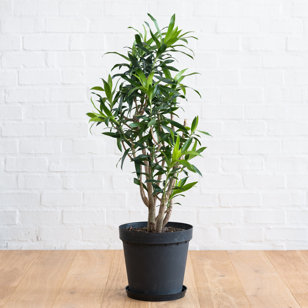 Dragon Tree - Reflexa - LARGE - Shop Online!