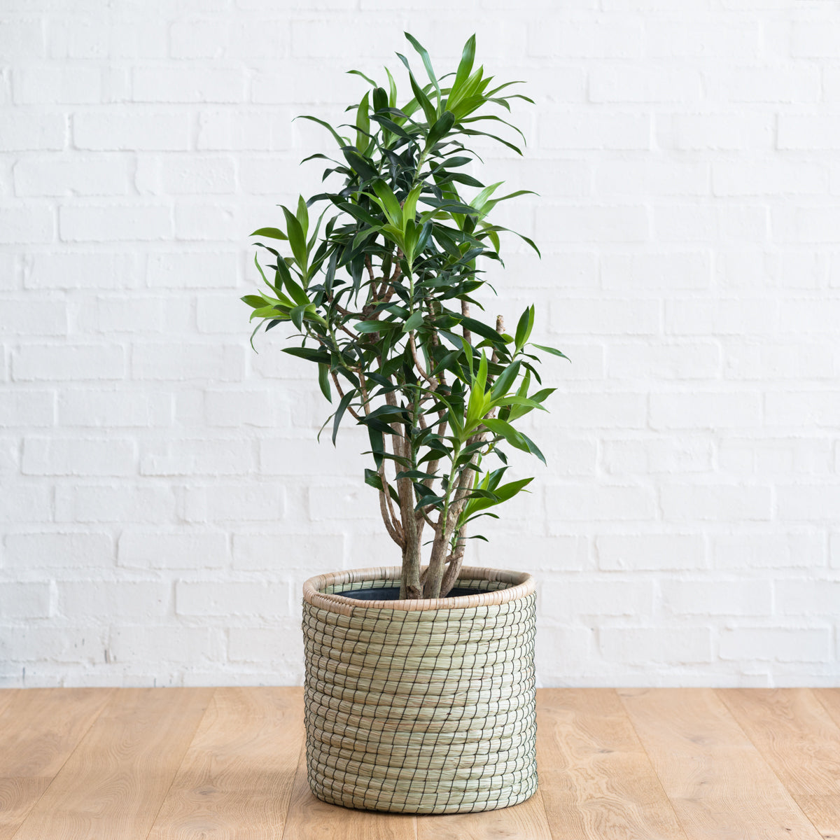 Dragon Tree - Reflexa - Large | Indoor Plant