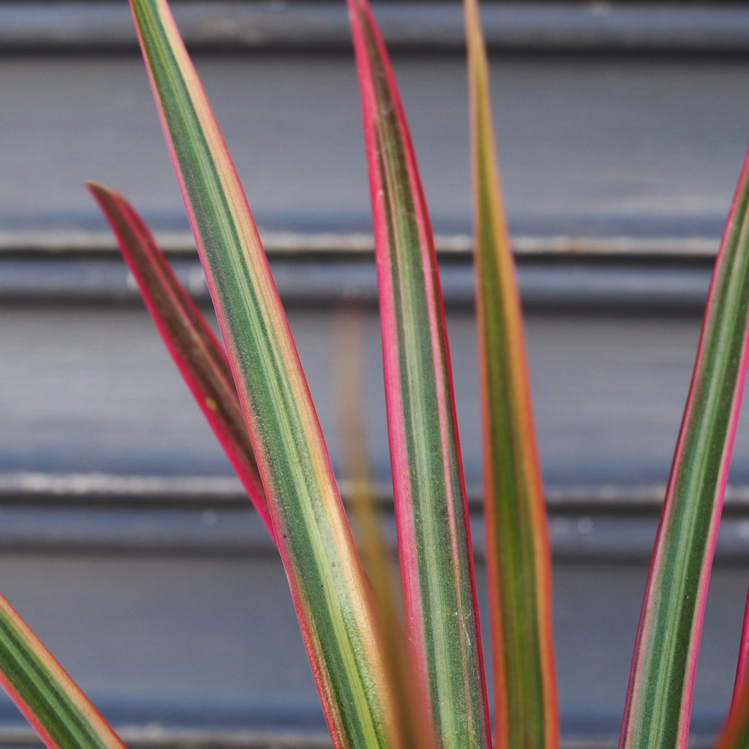 Dragon Tree - Colorama - Shop Online!