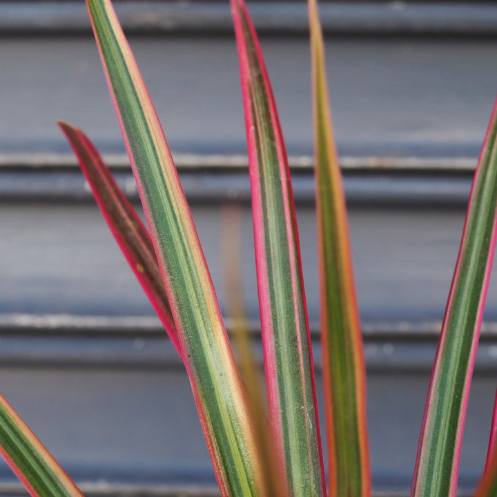 Dragon Tree - Colorama - Shop Online!