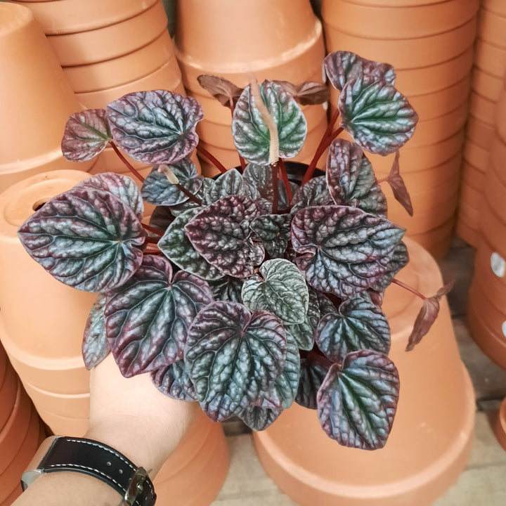 Emerald Ripple Peperomia - Shop Online!