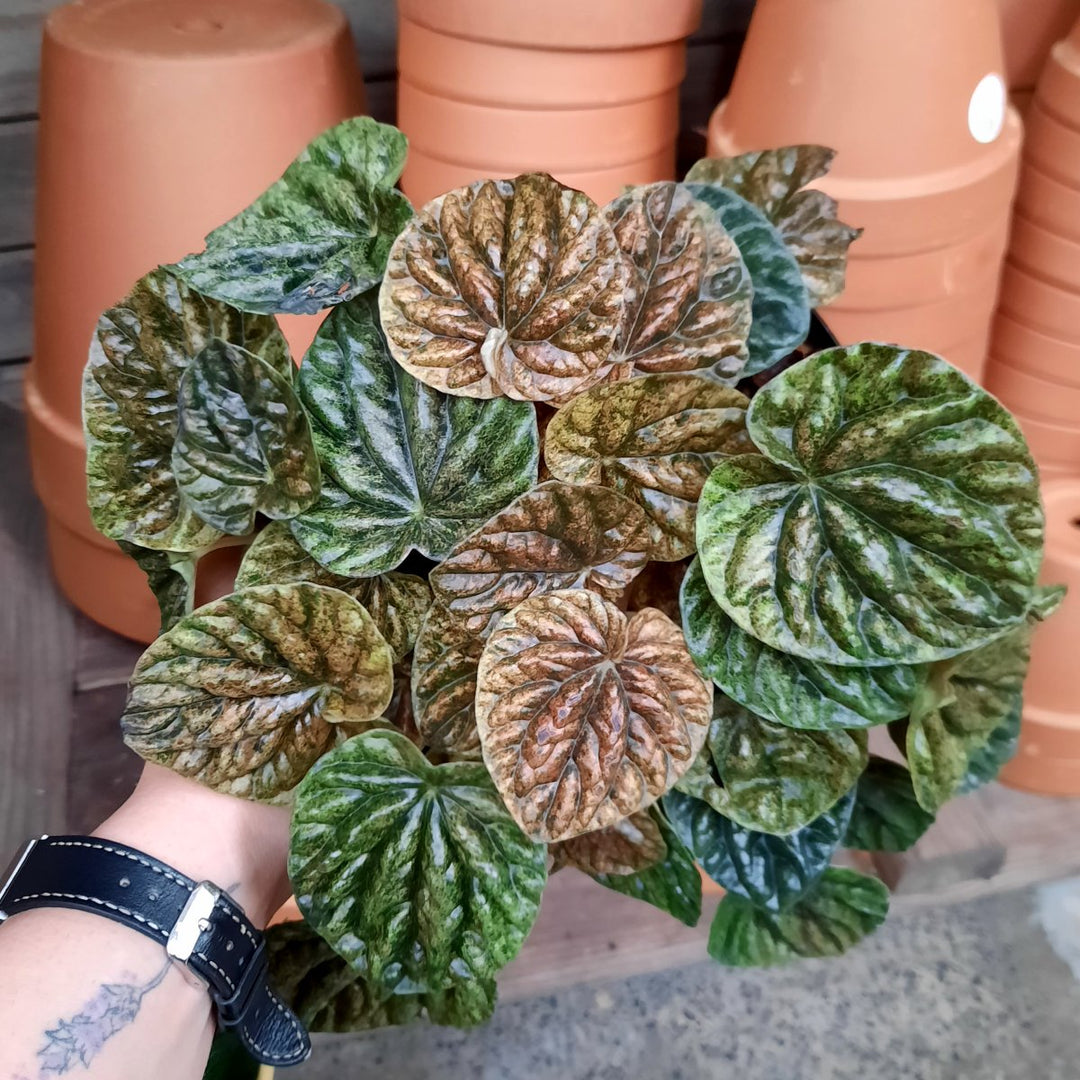 Emerald Ripple Peperomia - Shop Online!